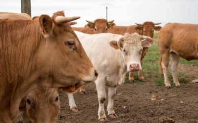 Pourquoi privilégier la viande locale ?