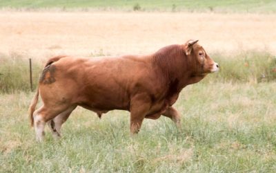 Viande de la ferme à Metz, la qualité  dans vos assiettes !
