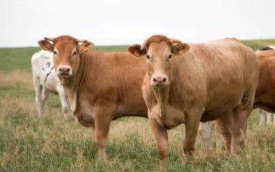 Viande de bœuf en Meurthe-et-Moselle