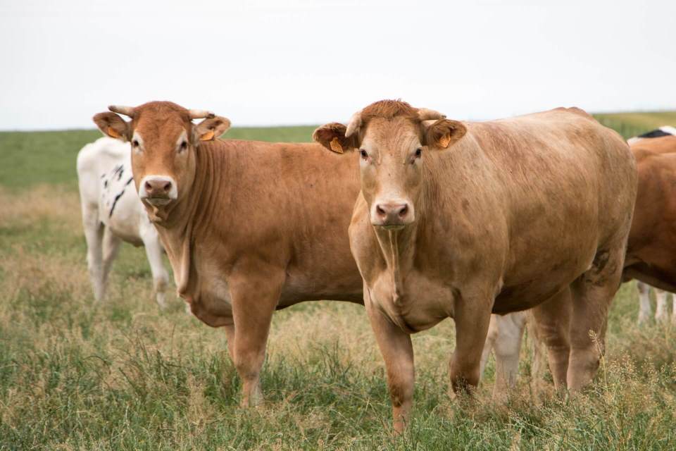 Viande de bœuf en Meurthe-et-Moselle