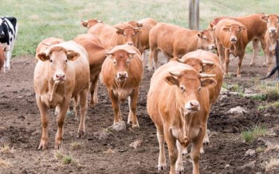 Une exceptionnelle viande de bœuf à Metz