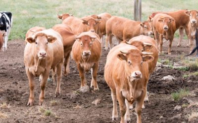 Ferme bovine à Hayange