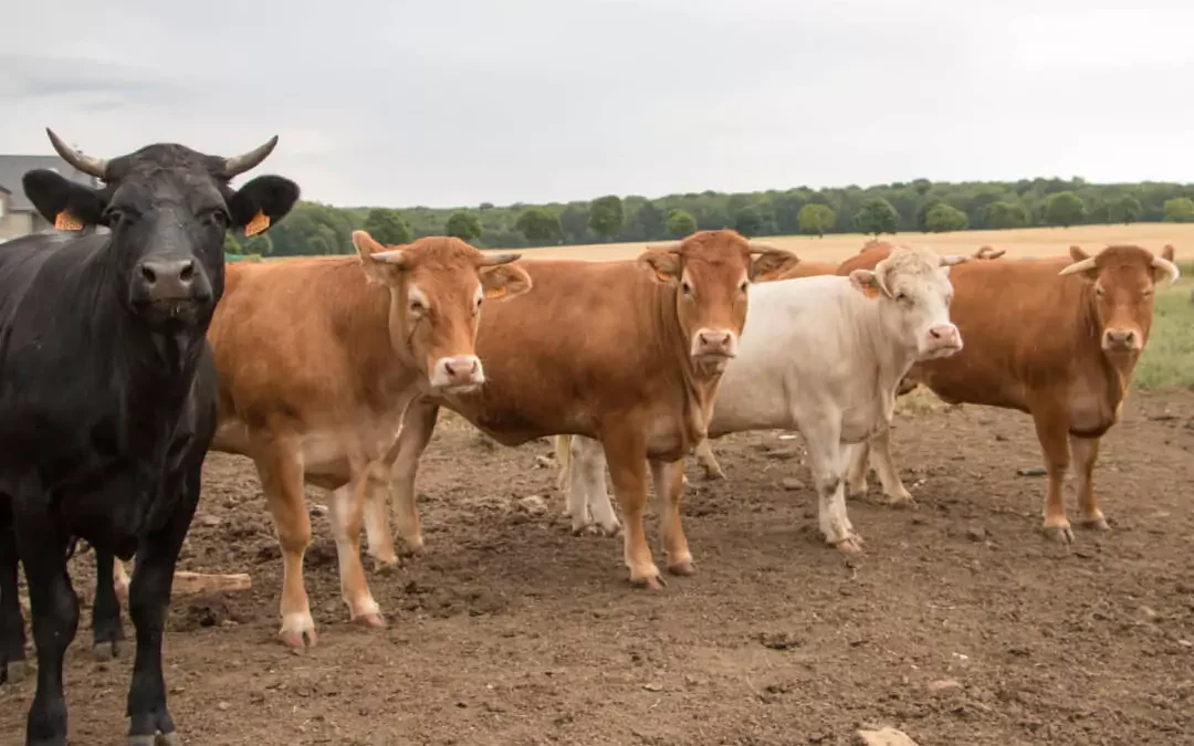  Achat de viande à Thionville, le choix de la qualité