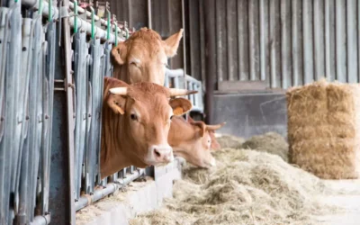 Livraison de viande à Thionville, la qualité directement chez vous