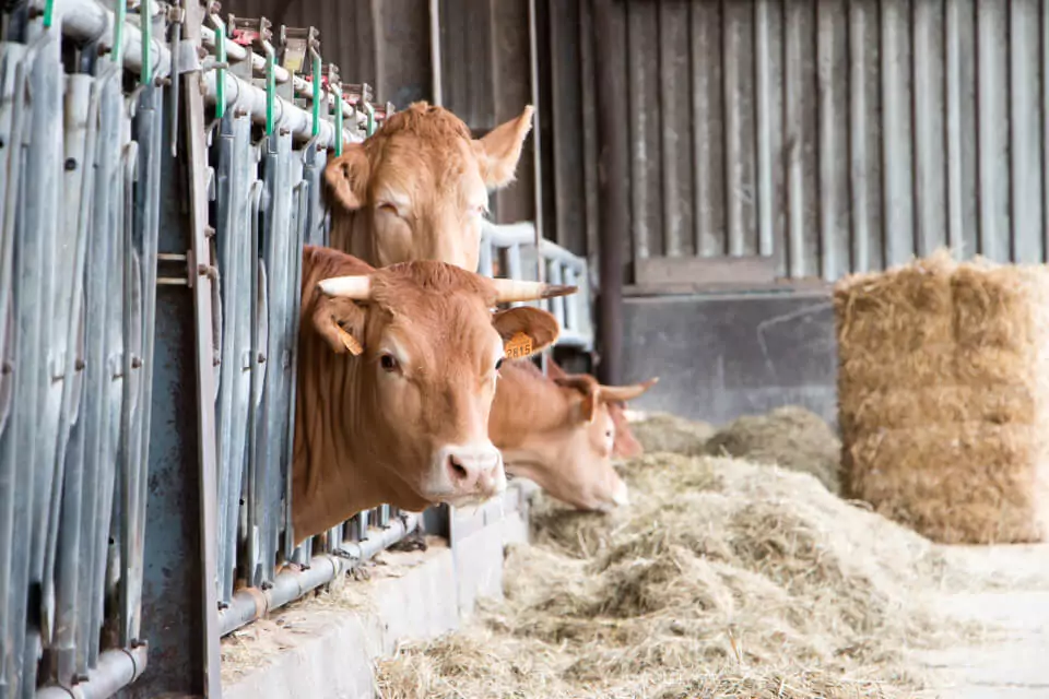 Livraison de viande à Thionville, la qualité directement chez vous